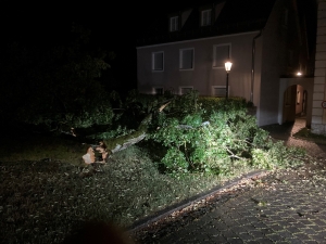 Baum Beilngrieser Tor 3